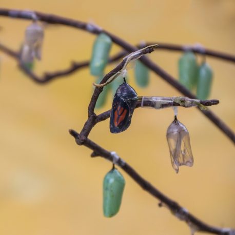 Cocoon hanging on branch