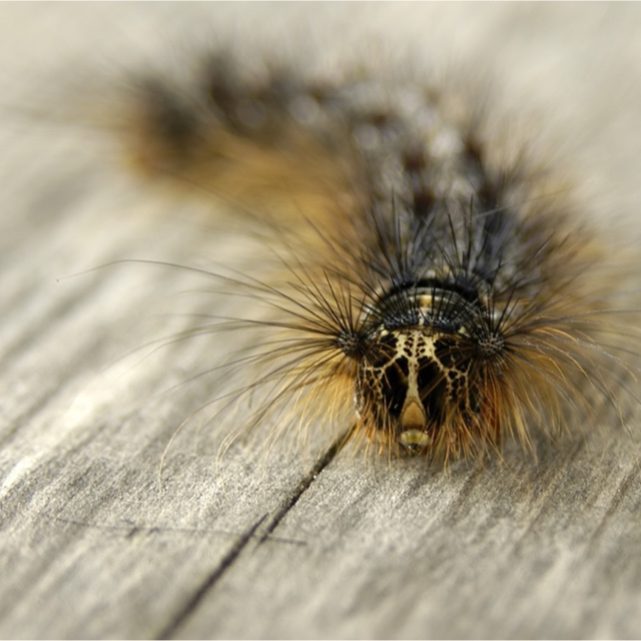 Caterpillar 